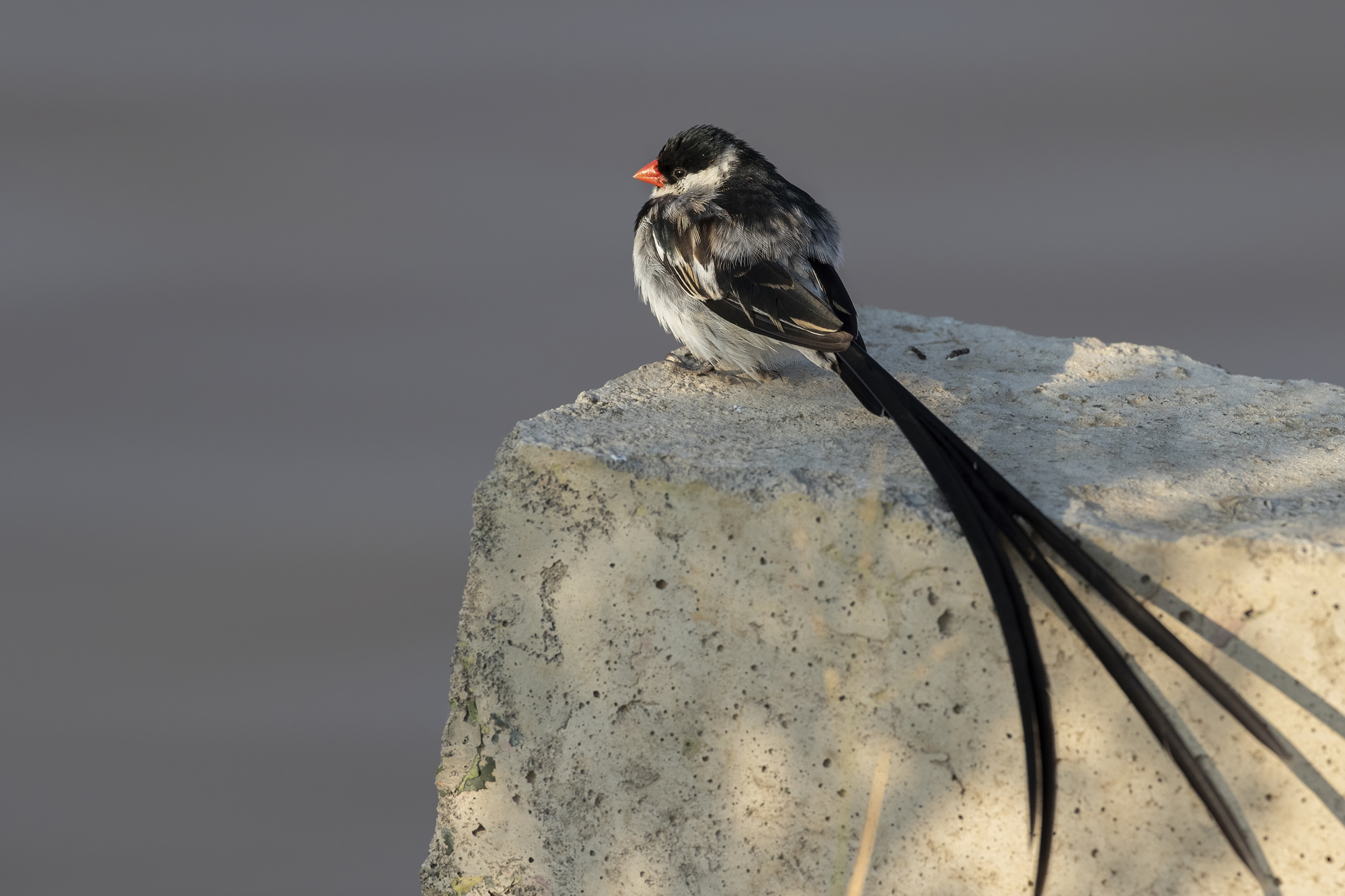 Pin-tailed Whydah